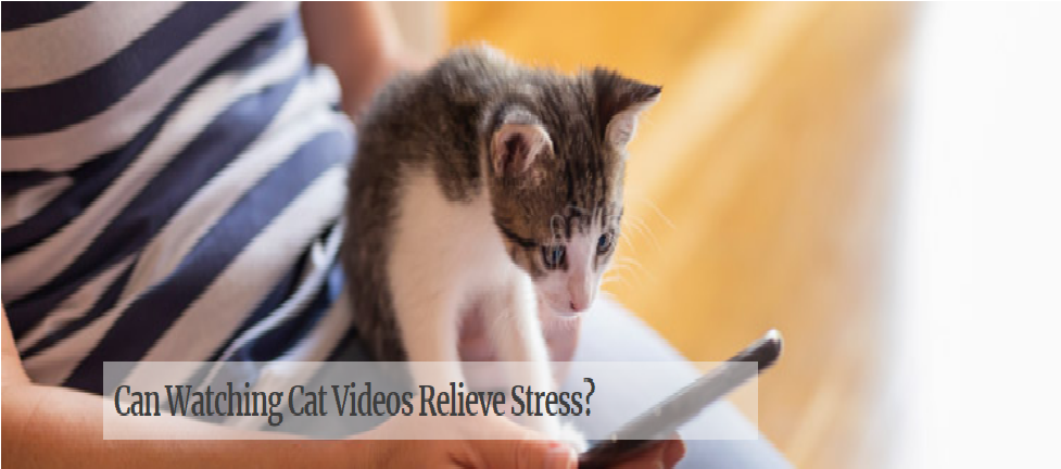 Can Watching Cat Videos Relieve Stress?